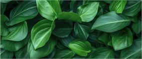 Kép - Zöld levelek (120x50 cm)