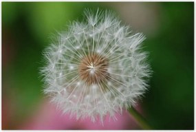 Poszterek 120x80 Pitypang Virág Virágok