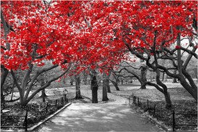 Kép - vörös fák,Central Park, New York (90x60 cm)