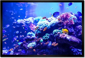 Poszter keretben 60x40 Nemo halak vízi élete