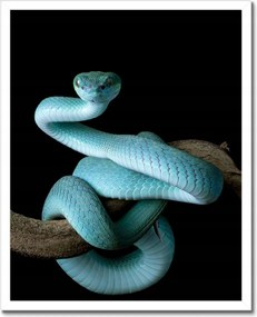 Poszterek keretben 40x50 Kék vipera kígyó