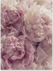 Fali Poszter Virágok Nagy Bazsarózsa Rózsa Hálószoba Nappali Keret Nélkül 70x50