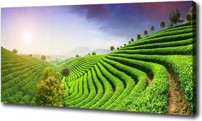 Vászonkép Teaültetvény 100x70 cm