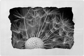 Poszterek 90x60 Pitypang Virág Virágok