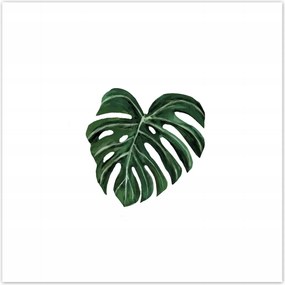 Poszterek 70x70 Monstera deliciosa Levél