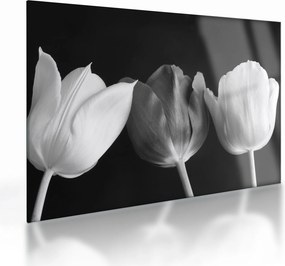 Kép - fekete-fehér tulipán virág (üvegen) (70x50 cm)