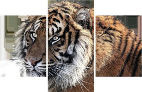 Tigris képe (90x60 cm)