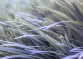 Poszter 59,4x42cm Fű, Assaf Frank