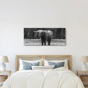 Kép - Skót tehén (120x50 cm)
