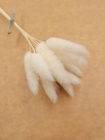 Tojáshéj Fehér, Lagurus 10 db, szárított virágok, tortaszárítók