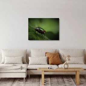 Kép - Légy (üvegen) (70x50 cm)