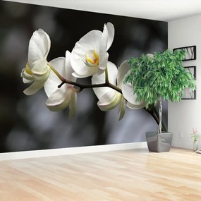 Fotótapéta Fehér orchidea 104x70 cm