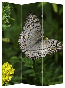 Paraván - Fehér pillangó (126x170 cm)