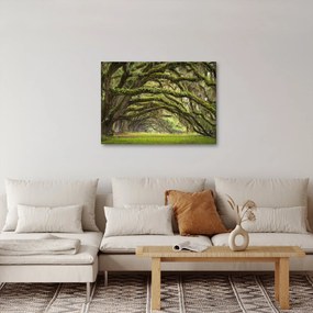 Kép - Oaks Avenue, Charleston, Dél-Karolina, Egyesült Államok (70x50 cm)