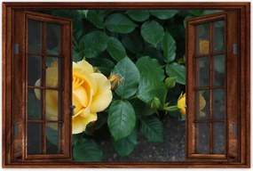 Poszter 60x40 Sárga rózsa