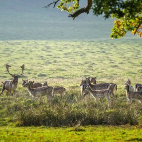 Poszter 50x50cm Csorda, Assaf Frank