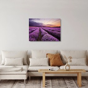 Üveg kép - Levendulamező naplementében (70x50 cm)