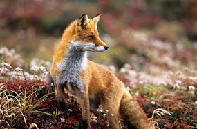 Fotográfia Fox in a autumn mountain, keiichihiki, (40 x 26.7 cm)