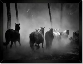 Poszterek keretben 40x30 Vadlócsorda Lovak