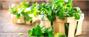 Friss menta képe (120x50 cm)
