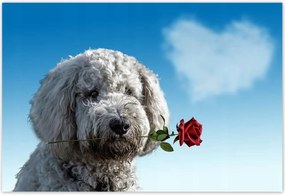 Poszterek 155x105 Szerelmes korcs szerelem