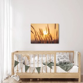 Kép - Füvek a napon (70x50 cm)