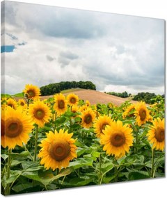 Vászonkép 40x40 Tájkép napraforgókkal
