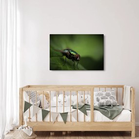 Kép - Légy (90x60 cm)