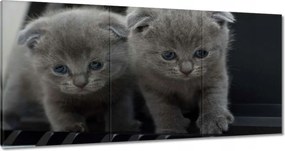 Vászonkép 180x90 Brit macska Kiscicák