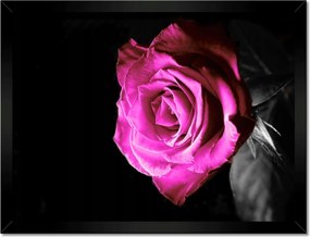 Poszterek keretben 40x30 Rózsa lila