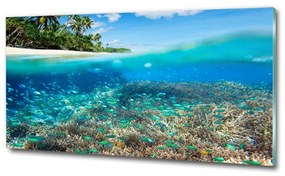 Üvegfotó Korallzátony osh-78236057