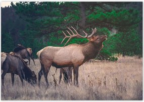 Poszterek 100x70 Szarvas Erdő Tájkép