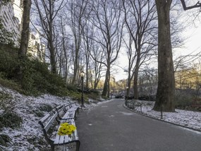 Poszter 40x30cm Egy csokor sárga virág egy padon a parkban, Assaf Frank