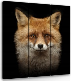 Vászonkép 90x100 Vörös róka állat portré természet vad tekintet rejtély