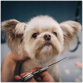 Poszterek 30x30 Kutya a Groomer nappaliban