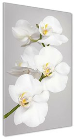 Egyedi üvegkép Fehér orchidea osv-133396361