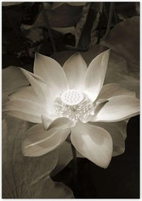 Poszterek 70x100 Lótusz Lótuszvirág