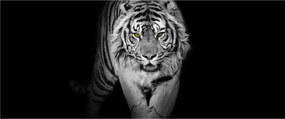 Kép - Sárga szemű tigris (120x50 cm)