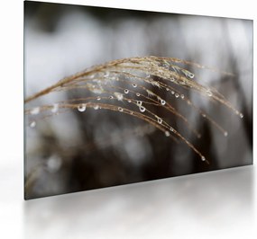 Cseppkép egy növényen (üvegen) (70x50 cm)