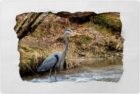 Poszterek 60x40 Kalapos madár Tájkép Kilátás