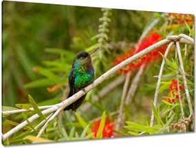 Vászonkép 120x80 Madarak