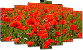 Vászonkép 140x80 Pipacsok tengere