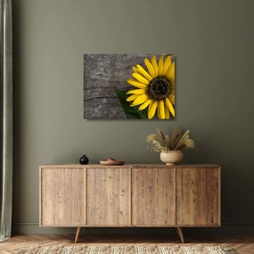 Kép - Napraforgó virága (üvegen) (70x50 cm)