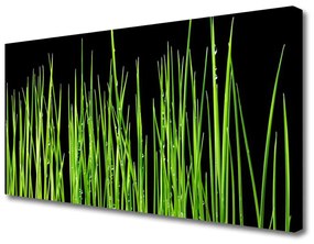 Canvas kép fű növény 100x50 cm