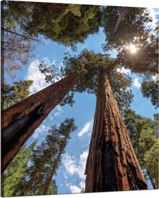 Vászonkép Magas fák Ég Természet Nap 80x100 cm