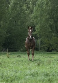 Poszter 21x29,7cm Ló áll a mezőn, Assaf Frank