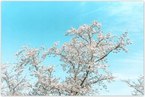 Plakátok 120x80 Finom virágok Tavaszi