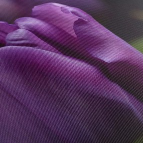 Tulipán vírág képe (90x60 cm)