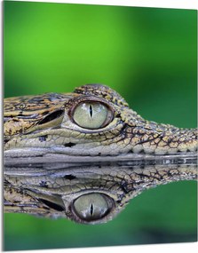 Üveg Vágódeszka 40x52 Krokodil a Konyhába