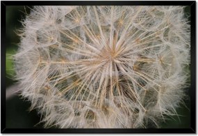 Poszterek keretben 60x40 Pitypang Virág Virágok